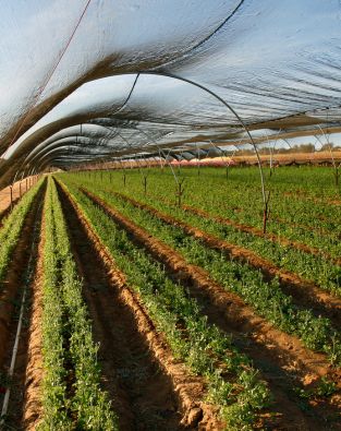 Agriculture