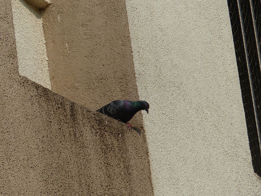 Before fixing the SS bird spikes