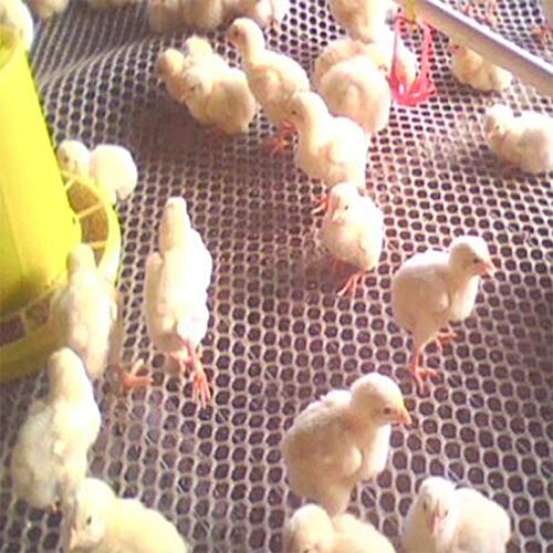 Fencing nets for chicks